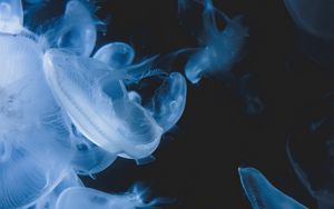 Превью обои медузы, существа, прозрачный, синий, под водой