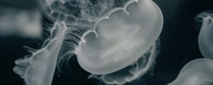 Превью обои медузы, существа, серый, вода, под водой