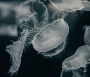 Превью обои медузы, существа, серый, вода, под водой