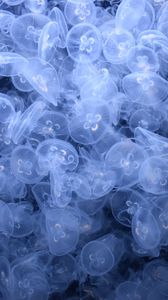 Превью обои медузы, существа, синий, вода, глубина