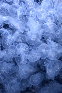 Превью обои медузы, существа, синий, вода, глубина