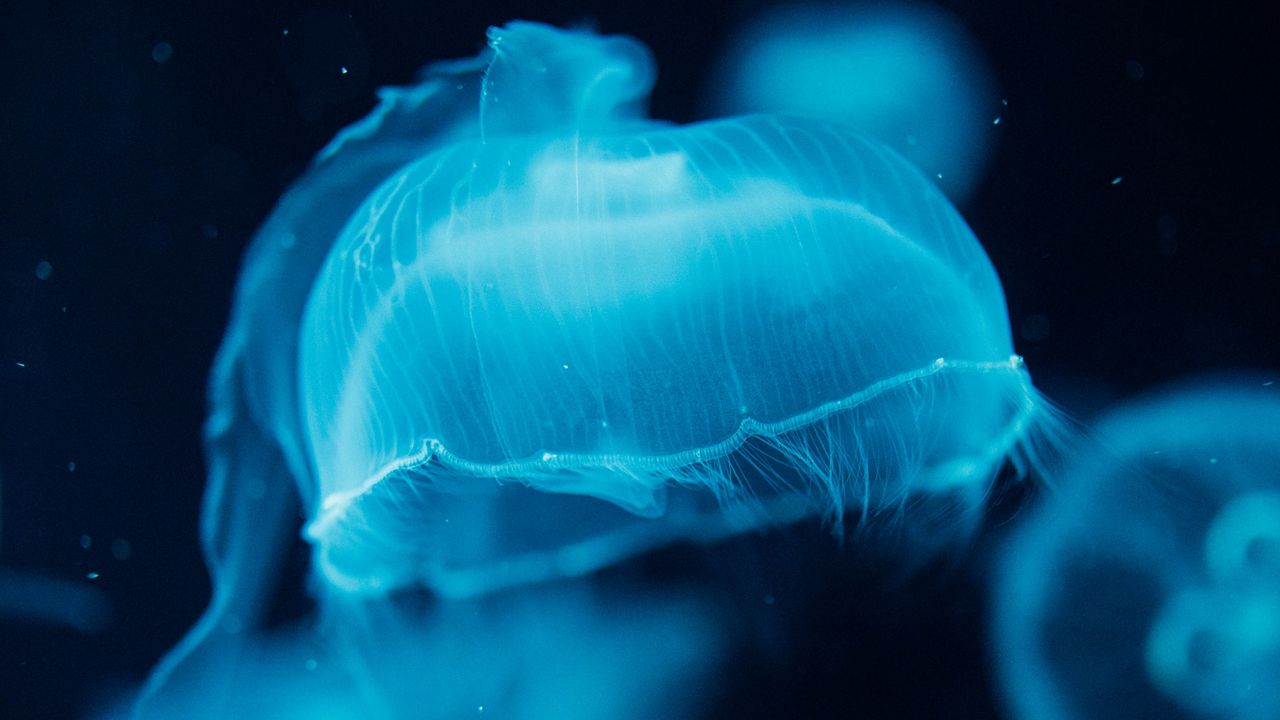 Обои медузы, существа, синий, вода, под водой