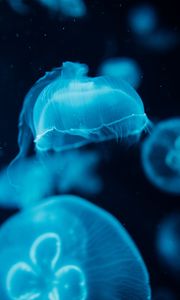 Превью обои медузы, существа, синий, вода, под водой