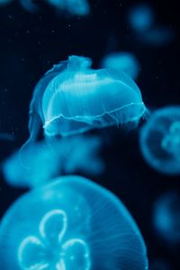 Превью обои медузы, существа, синий, вода, под водой