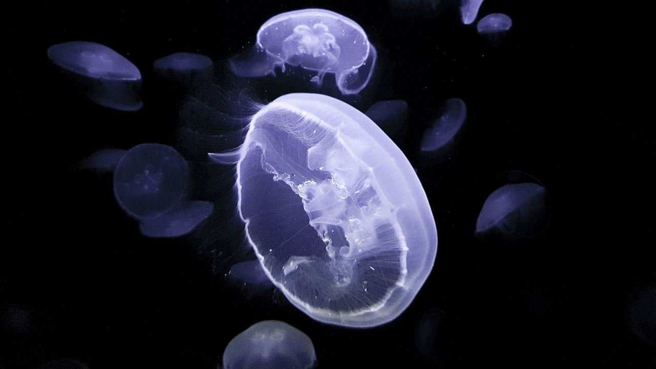 Обои медузы, существа, свечение, под водой