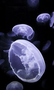 Превью обои медузы, существа, свечение, под водой