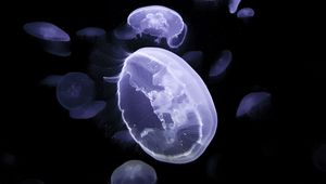 Превью обои медузы, существа, свечение, под водой