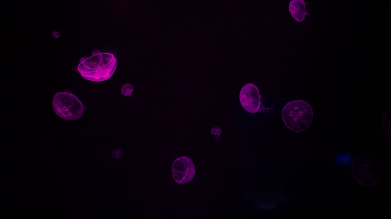 Обои медузы, свечение, фиолетовый, темный, подводный