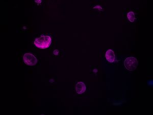 Превью обои медузы, свечение, фиолетовый, темный, подводный