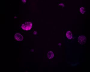 Превью обои медузы, свечение, фиолетовый, темный, подводный
