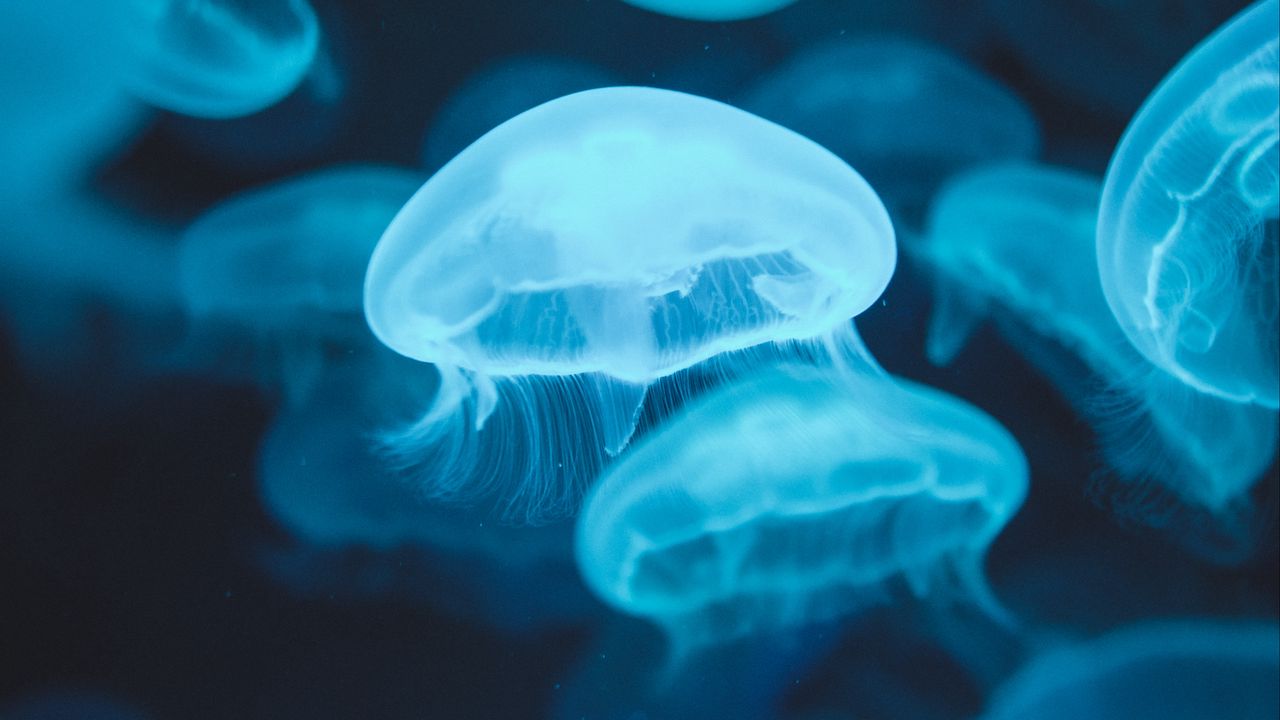 Обои медузы, свечение, люминесценция, синий, подводный мир