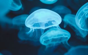 Превью обои медузы, свечение, люминесценция, синий, подводный мир