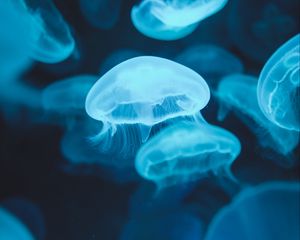 Превью обои медузы, свечение, люминесценция, синий, подводный мир