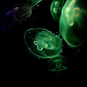Превью обои медузы, свечение, под водой, зеленый, темный