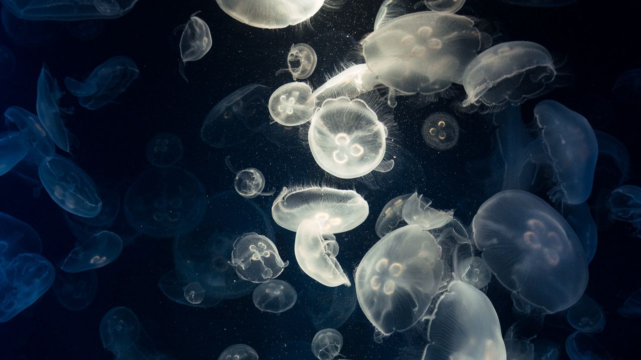 Обои медузы, свечение, под водой, существа