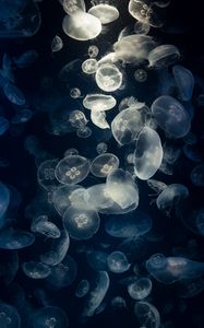 Превью обои медузы, свечение, под водой, существа