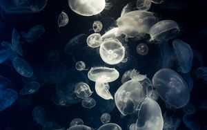 Превью обои медузы, свечение, под водой, существа