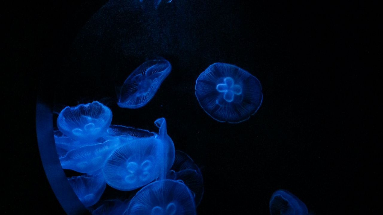 Обои медузы, свечение, под водой, вода, иллюминатор, макро, синий