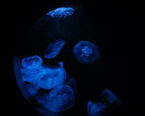 Превью обои медузы, свечение, под водой, вода, иллюминатор, макро, синий