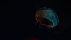 Превью обои медузы, свечение, подводный мир, темный
