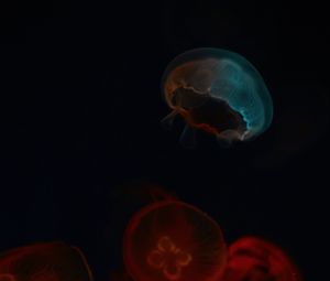 Превью обои медузы, свечение, подводный мир, темный