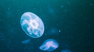 Превью обои медузы, свечение, прозрачный, подводный, синий