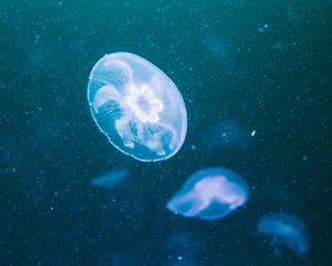 Превью обои медузы, свечение, прозрачный, подводный, синий