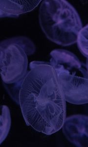 Превью обои медузы, темный, красиво, фиолетовый