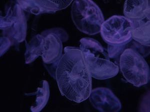 Превью обои медузы, темный, красиво, фиолетовый