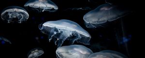 Превью обои медузы, темный, щупальца, подводный мир
