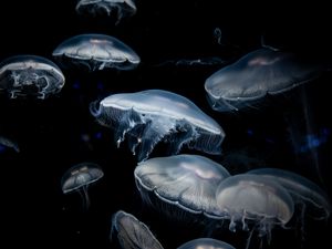 Превью обои медузы, темный, щупальца, подводный мир