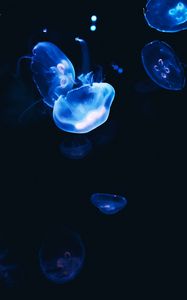 Превью обои медузы, темный, свечение, синий