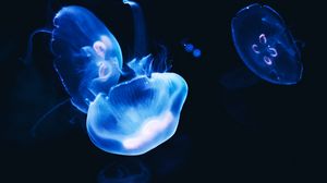 Превью обои медузы, темный, свечение, синий