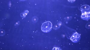 Превью обои медузы, вода, частицы, красиво