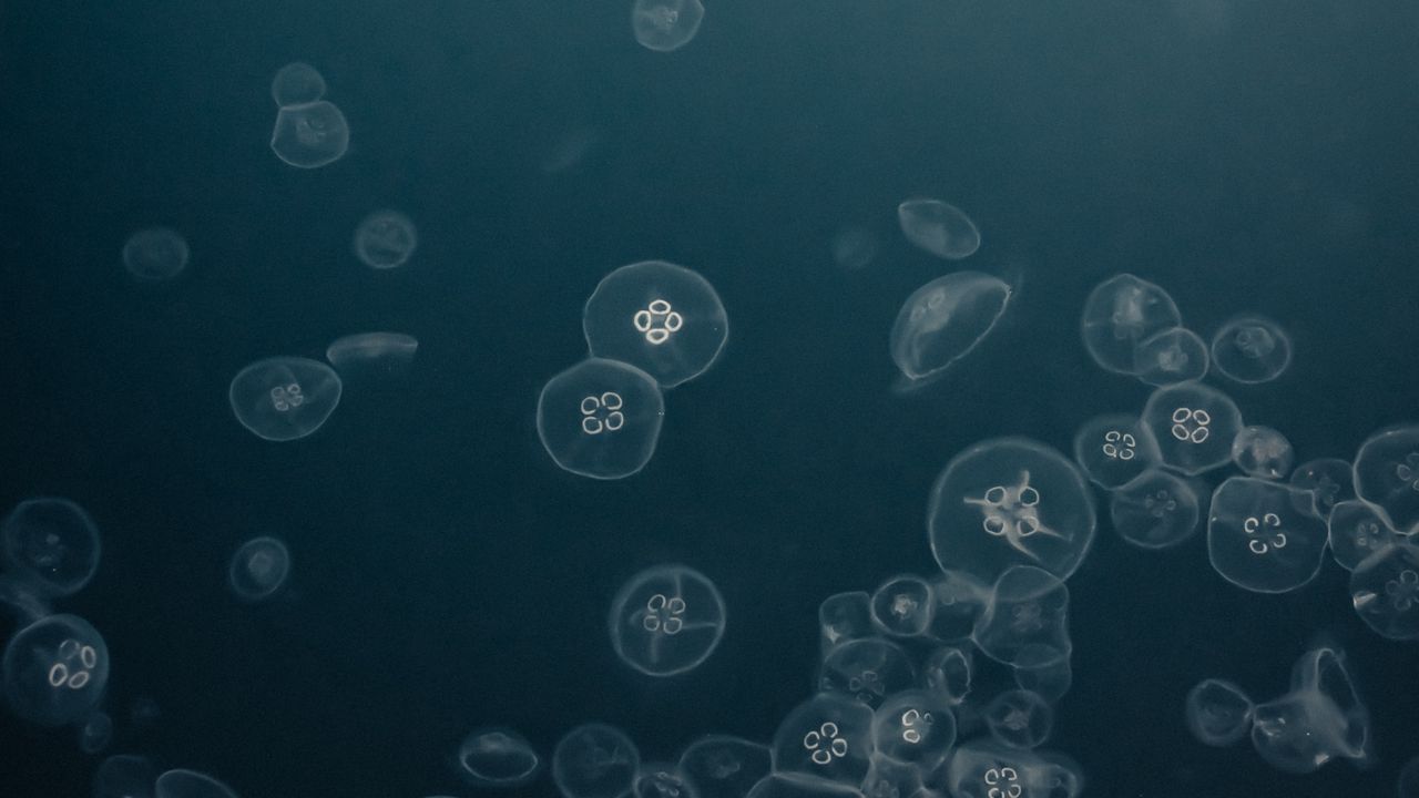 Обои медузы, вода, под водой, серый