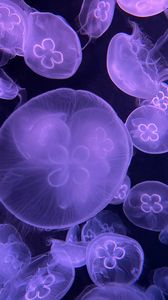 Превью обои медузы, вода, под водой, фиолетовый
