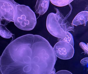 Превью обои медузы, вода, под водой, фиолетовый