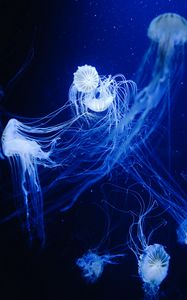Превью обои медузы, вода, под водой, макро, синий