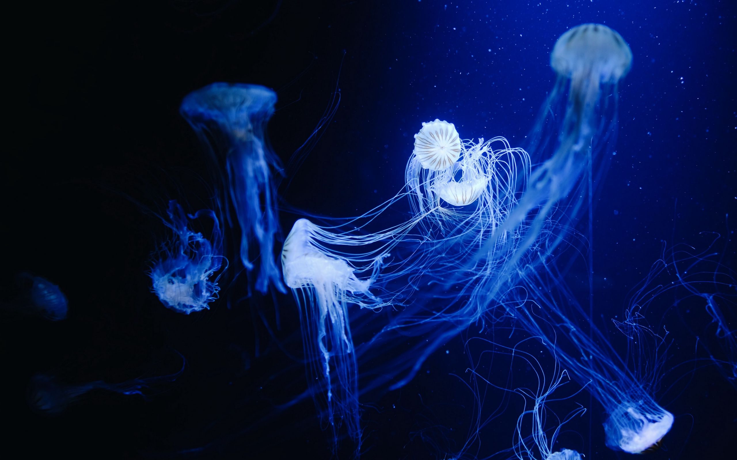 Медуза под водой