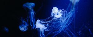 Превью обои медузы, вода, под водой, макро, синий