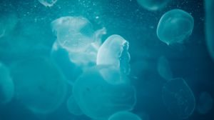 Превью обои медузы, вода, под водой, свечение, синий, макро