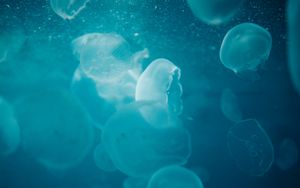 Превью обои медузы, вода, под водой, свечение, синий, макро