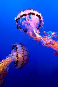 Превью обои медузы, вода, под водой