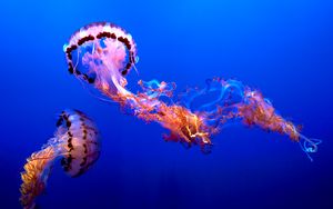 Превью обои медузы, вода, под водой