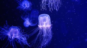Превью обои медузы, вода, под водой, синий, макро