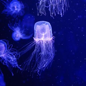 Превью обои медузы, вода, под водой, синий, макро
