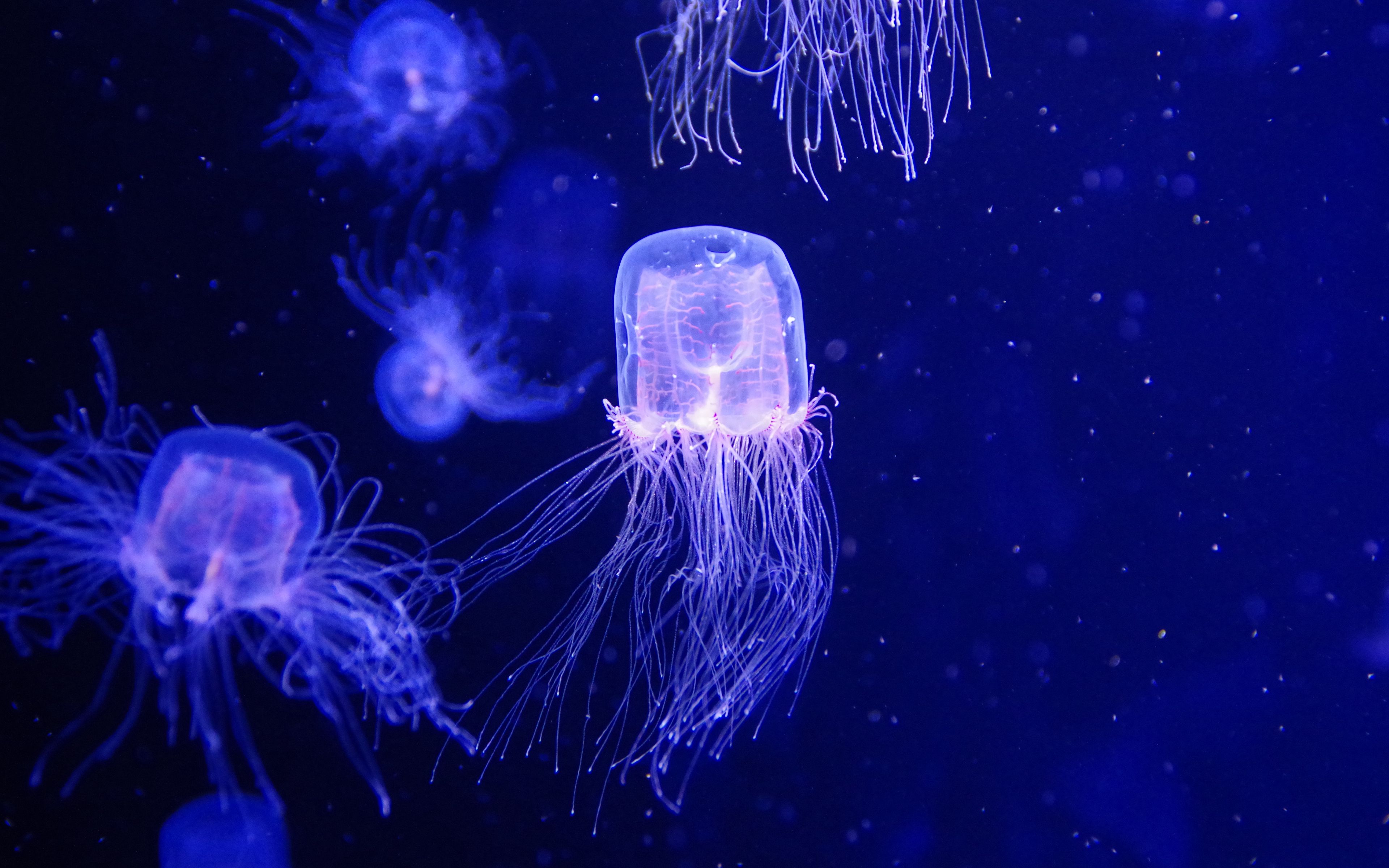 Арт медузы в космосе из гугл хром