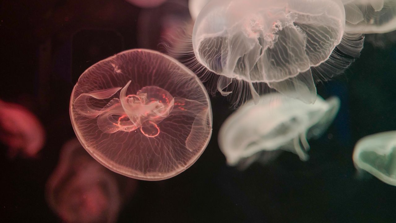 Обои медузы, вода, подводный, щупальце