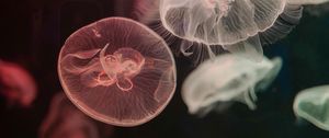 Превью обои медузы, вода, подводный, щупальце