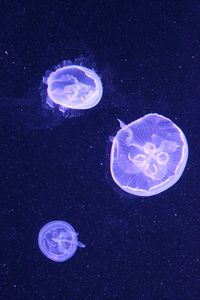 Превью обои медузы, вода, подводный, синий, пузыри